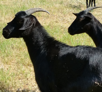 Purebred Black Spanish Goats in Lampasas, TX