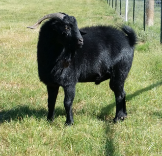 Purebred Black Spanish Goats in Lampasas, TX