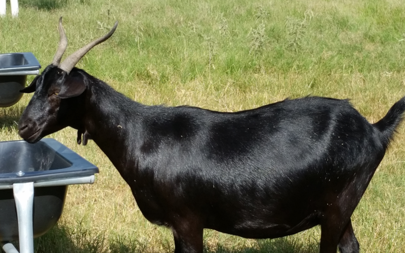 Family Goat Farm in Lampasas, TX