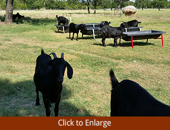 Black Spanish Bucks and Does in Lampasas, TX