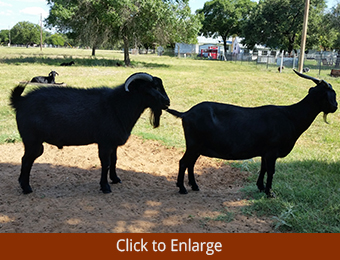Goats In a Farm