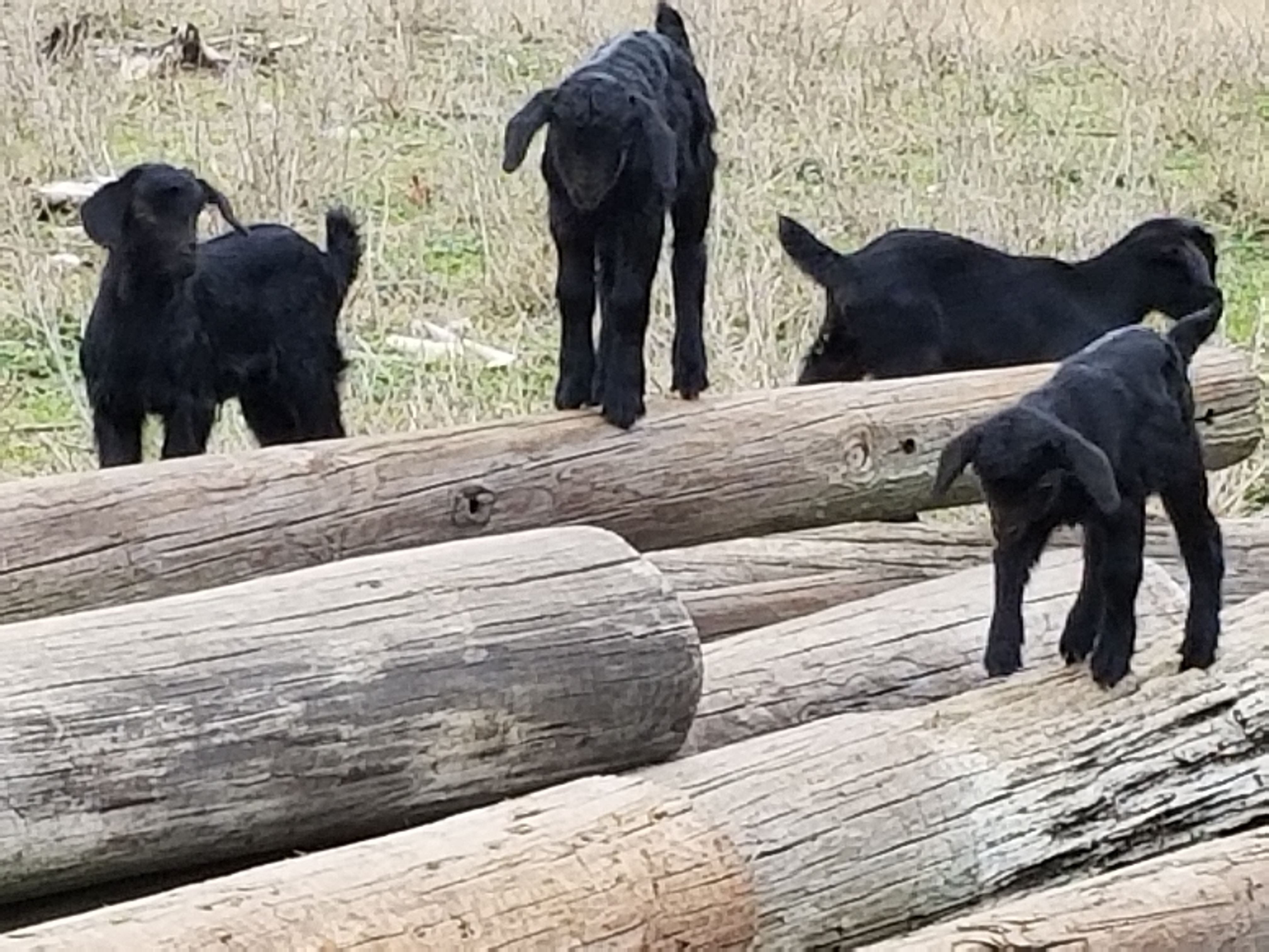 Spring and Fall Goat Kids For Sale in Lampasas, TX