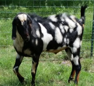 Nubian Dairy Goats in Lampasas, TX