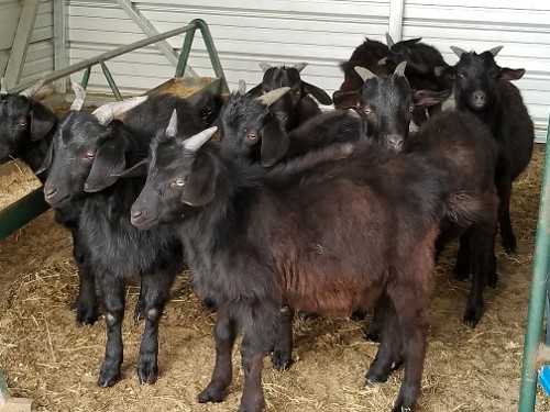 Central Texas Goat Breeder