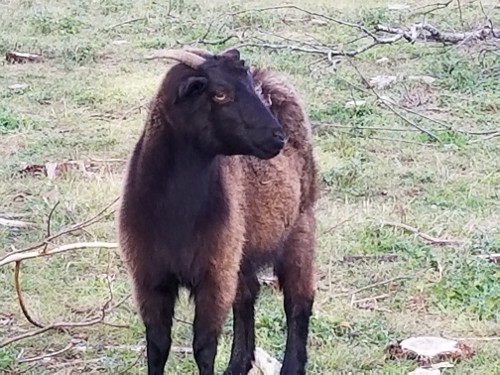 Standing Black Goat