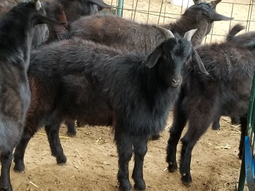 Purebred Goats for Sale
