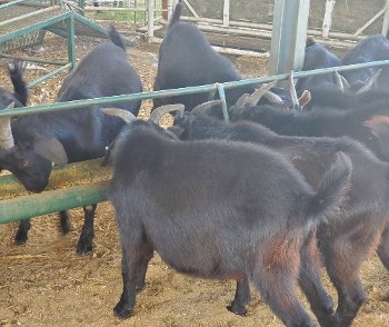 Spring and Fall Goat Kids for Sale in Lampasas, TX