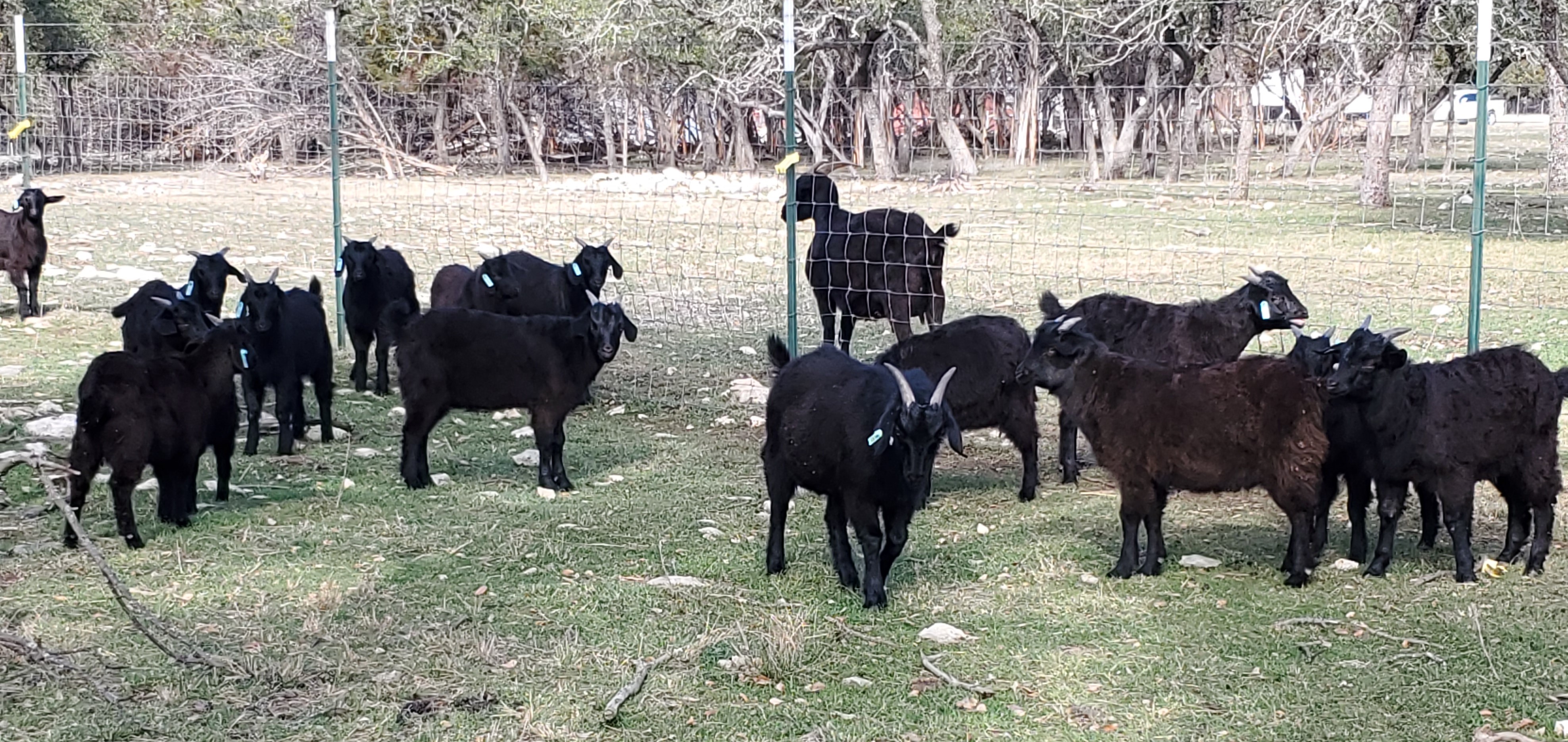 Spanish Goats for Sale