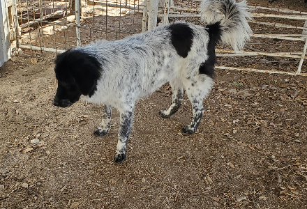 Livestock Guardian Dogs – Karakachan Livestock Guardian Dogs – Karakachan