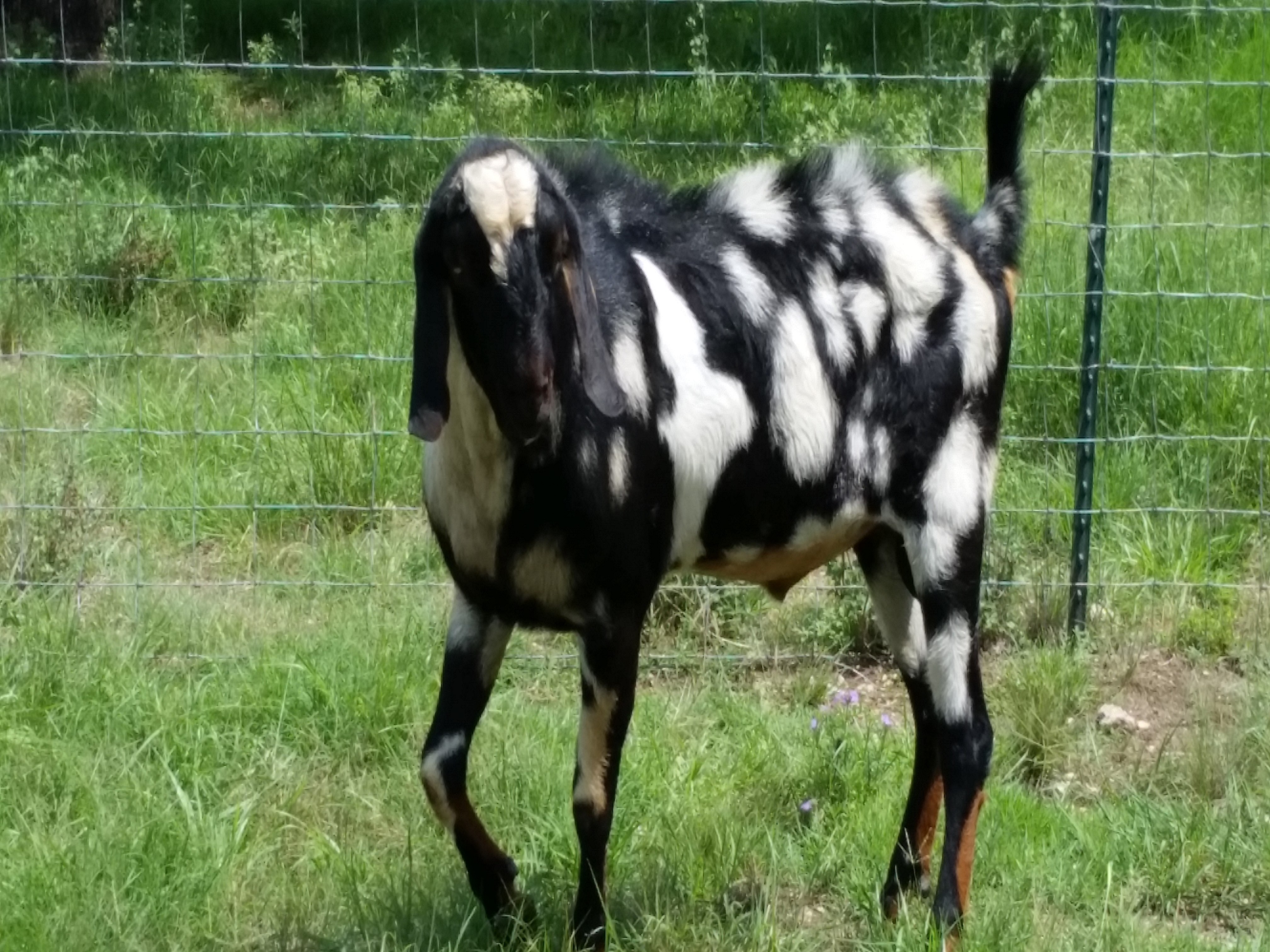 Nubian Breeding Stock in Lampasas, TX Nubian Breeding Stock in Lampasas, TX