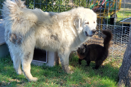 Bear Bear