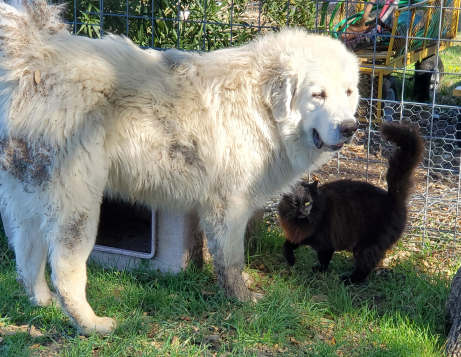 Bear Bear
