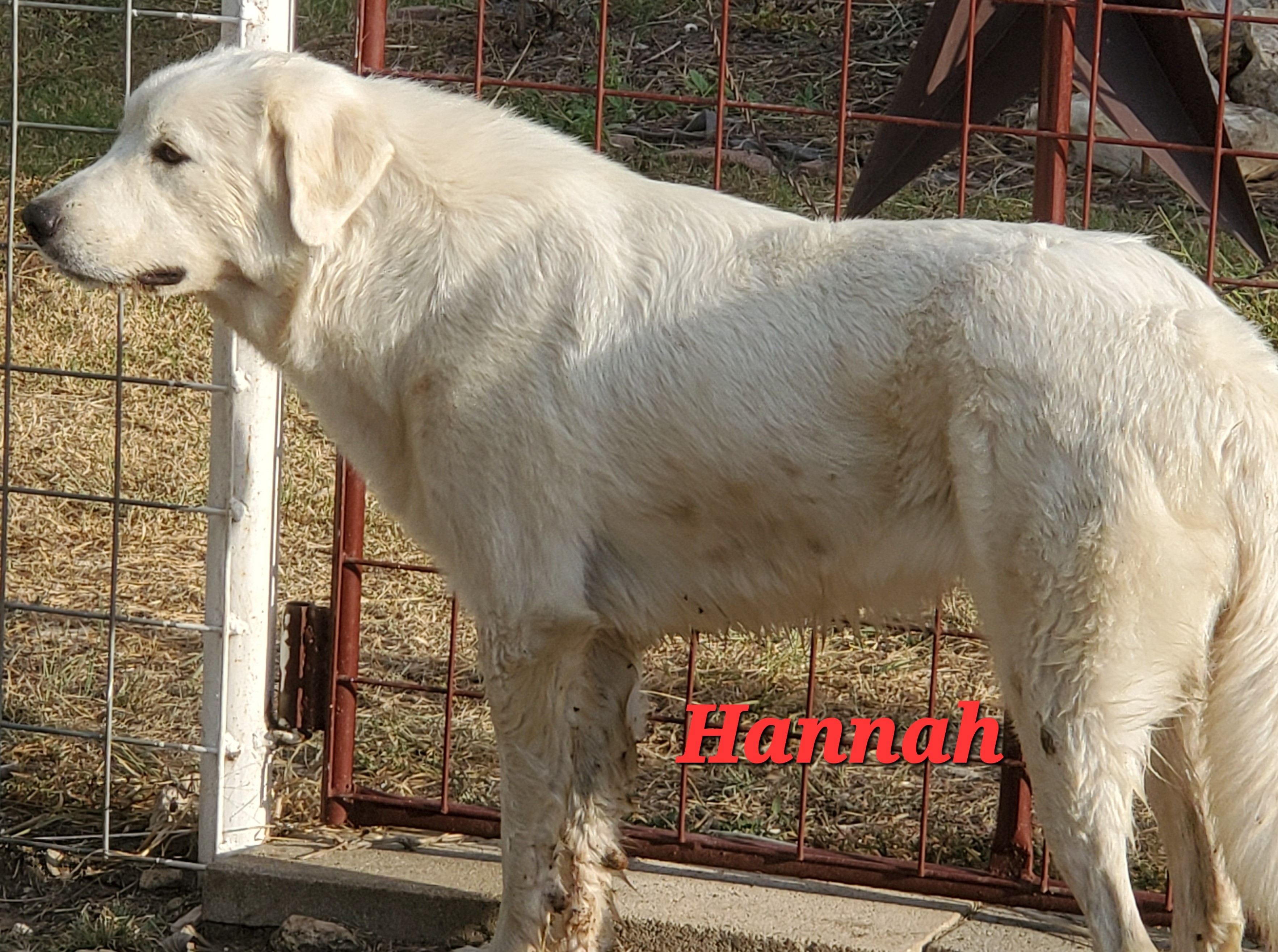 HANNAH 3 HANNAH 3