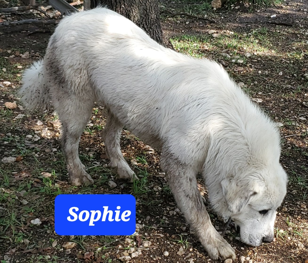 Sophie Sophie